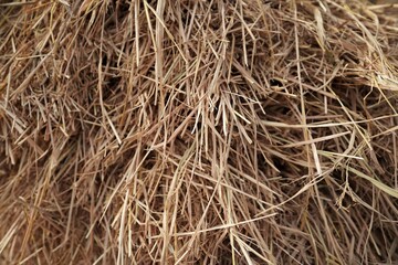 Close Up Dry Grass Cattle Feed, Cow Dry Grass Rolled Up In A Roll For Animal Feed Stock images