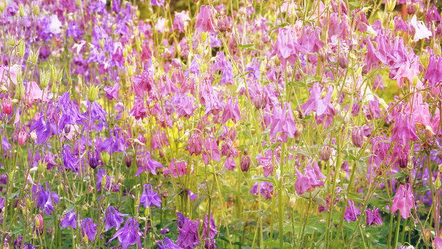 Aquilegia vulgaris flowers blooming with light bright petals. Spring blurred background of nature. Low mountain range. Sunny.