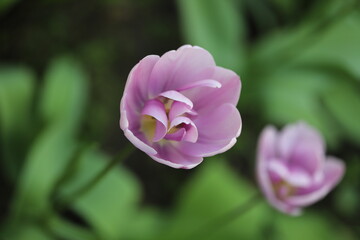 pink tulip flower