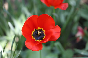 red tulip