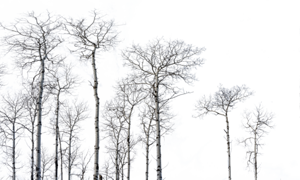 View looking up at tall skinny aspen trees with a transparent sky in the background. The spring trees do not have any leaves.
