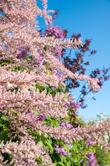branches of a tamarisk bush, with pink blossoms, blue sky - 780628025