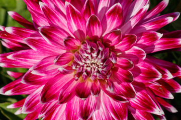 A close up of Dinner plate Dahlia 'Vancouver' in flower. The large-flowered violet purple dahlia with creamy white tips