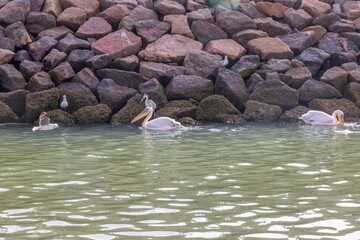 Picture of a large pelican swimming in the water near Walvis Bay in Namibia