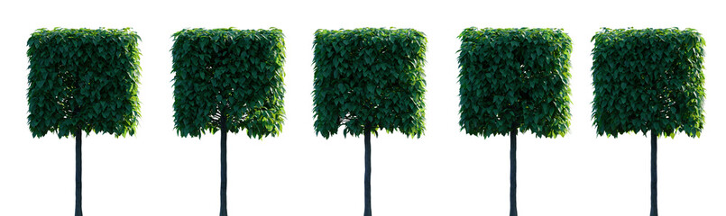 Catalpa tree box frontal set isolated png on a transparent background perfectly cutout back lighting