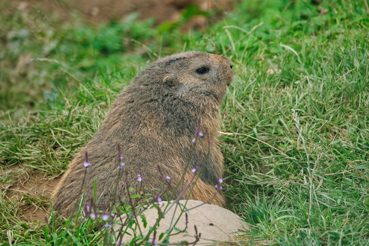 Alpine marmot (marmota marmota)