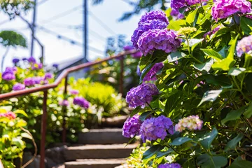 Foto op Plexiglas 東京都　白山神社の紫陽花　  © スプやん