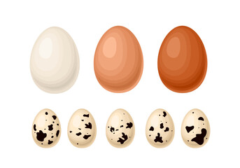 Set of chicken eggs isolated. White, light brown and dark egg. Vector cartoon flat illustrations.
