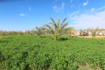Green Clover fields under the blue sky in Bahariya Oasis in Egypt
