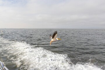 Picture of a large pelican in flight shortly before landing near Walvis Bay in Namibia