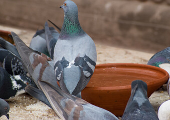 Beautiful Pigeons . selective focus on subject . 