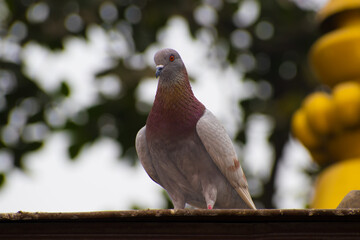 Beautiful Pigeon sitting . selective focus on subject and background blur . 
