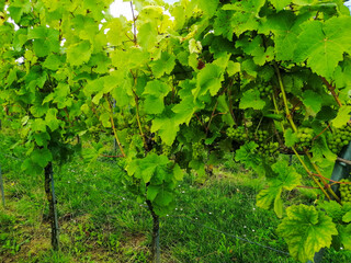green vine leaves
