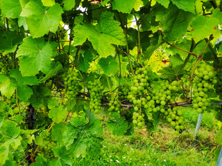 green grapes