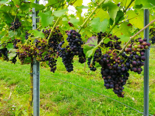wine grapes