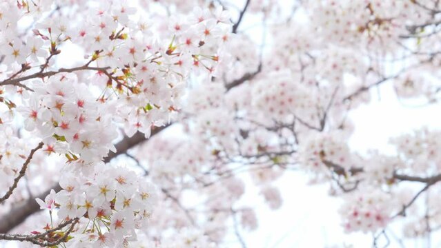 Blooming flowers sakura tree in spring video 4k
