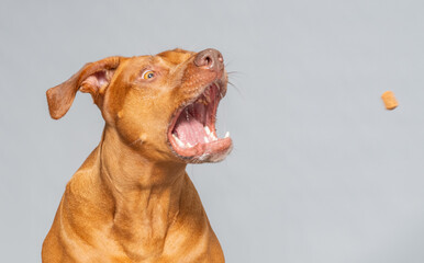 Studioaufnahme von einem Rhodesian Ridgeback, es ist eine anerkannte Hunderasse aus Südafrika - 780635472