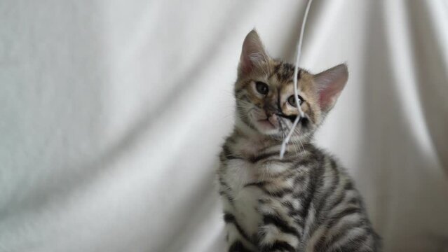 portrait of a kitten playing