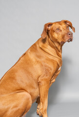 Rhodesian Ridgeback, es ist eine anerkannte Hunderasse aus Südafrika