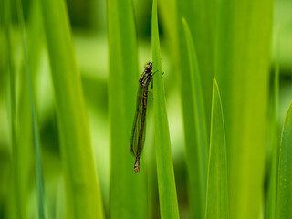 Newly Emerged Large Red Damselfly on Flag Iris