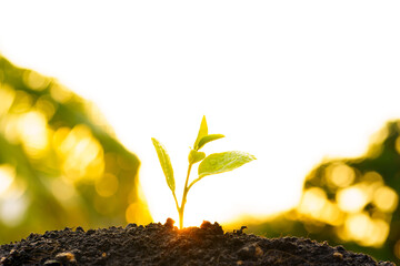 Seedling are growing in the soil with backdrop of the sunlight. Planting trees to reduce global...