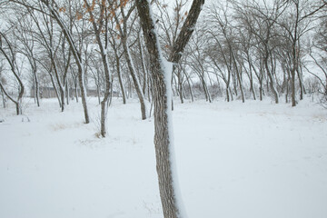 Beautiful trees covered by snow. Winter