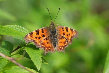 Closeup on a colorful Orange Comma butterfly, Polygonia c-album with spread wings