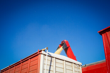 Grain is loaded onto a grain trailer