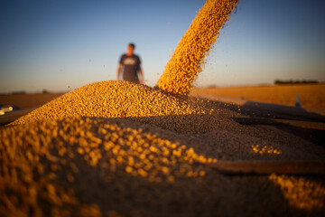 Closeup of soybean unloaded onto a grain trailer, with a farmer defocused in the background.