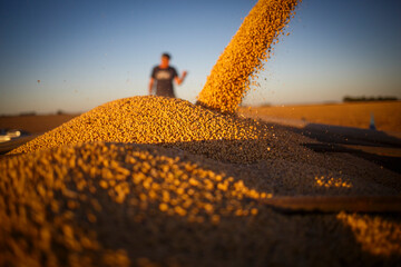 Closeup of soybean unloaded onto a grain trailer, with a farmer defocused in the background.