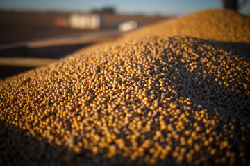 Closeup of soybeans stored on a grain trailer for transport.
