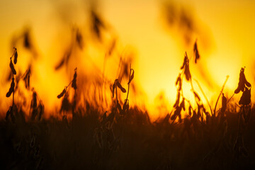 Ripe soybean against a fiery orange sunset 