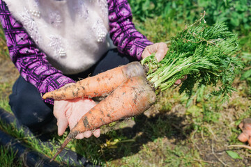 Elderly woman harvesting vegetables