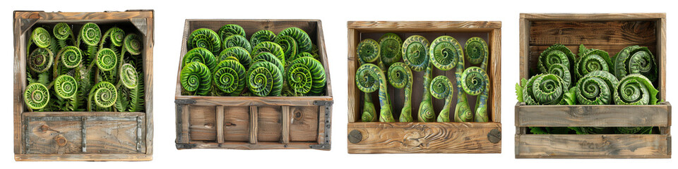 Wooden Box Full Of  Fiddlehead Ferns Hyperrealistic Highly Detailed Isolated On Transparent...