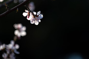 In the fields, wild peach blossoms on a black background