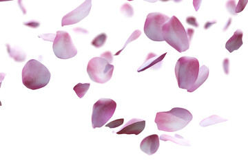 Rose petals flying overlay