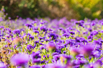 Obraz premium The Dutch chrysanthemums in urban parks attract the bean long billed moth to gather honey