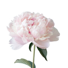 Closeup of a pink rose flower against a transparent background