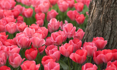 Różowe Tulipany w parku w mieście. 