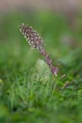 Flowering wort herb outdoors in nature.