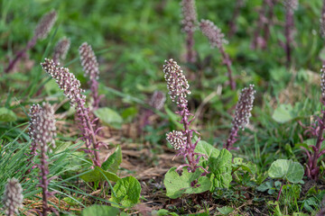 Flowering wort herb outdoors in nature.
