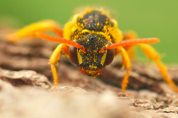 Extreme facial closeup on a female Gooden's Nomad solitary bee, Nomada goodeniana