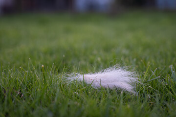 Remains of part of the dog's fur on the lawn.