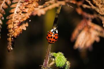 ladybug on plant