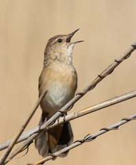 Savi's warbler, Locustella luscinioides. A bird sings perched on a reed stalk on a riverbank
