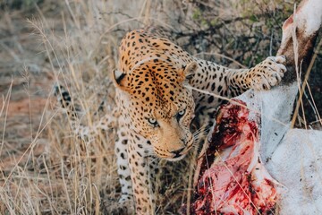 leopard with prey
