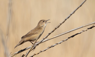 Savi's warbler, Locustella luscinioides. A bird sings perched on a reed stalk on a riverbank