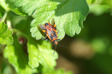 Close up Cinnamon Bug, Corizus hyoscyami on a gooseberry shrub, Ribes uva-crispa. Open wings. Tribe Rhopalini, subfamily Rhopalinae, family Scentless Plant Bugs, Rhopalidae. Spring, April Netherlands