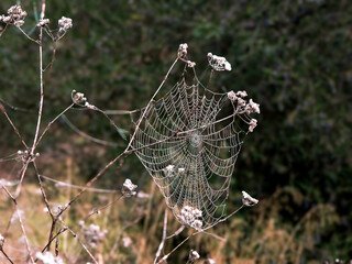 TELA DE ARAÑA