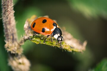 ladybug on a leaf